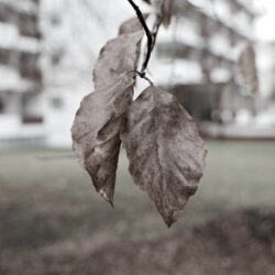 /home/springm/Bilder/NeueBilder/dsc24566s_1.jpg