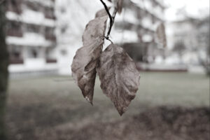 /home/springm/Bilder/NeueBilder/dsc24566s_1.jpg