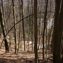 Lines in the forest