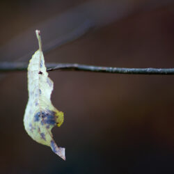 Suspended Leaves