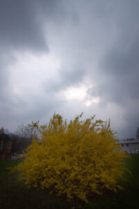 Forsythia in Upcoming Rain