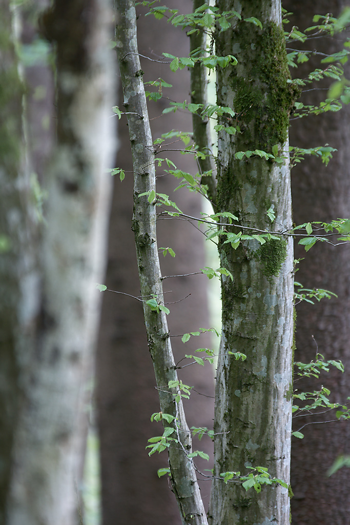 Forestial Columns. Tagged with