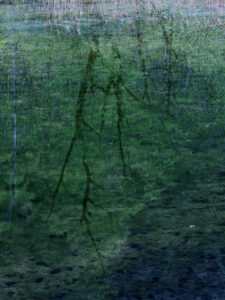Spellbound Forest