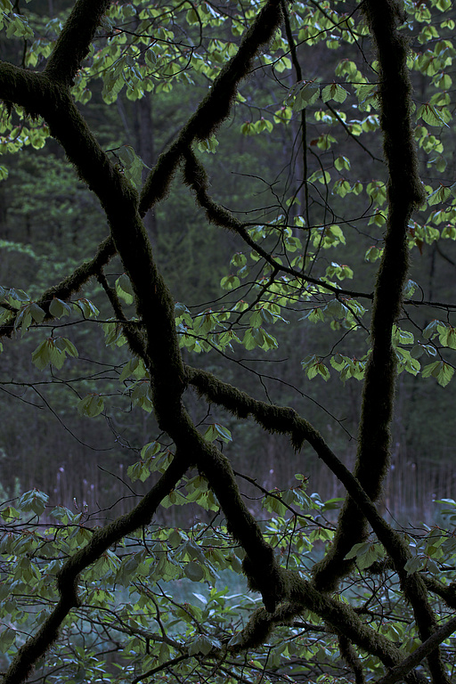 Spellbound Forest II
