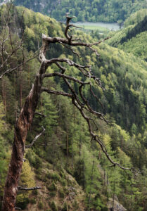 Twisted Pine
