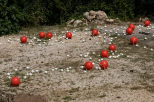 Cherry Tomatoes