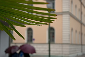 Click to enlarge: Rain on Palm Leaves