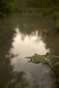 Click to enlarge: Golden Light at the Backwaters