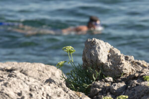Beach Life