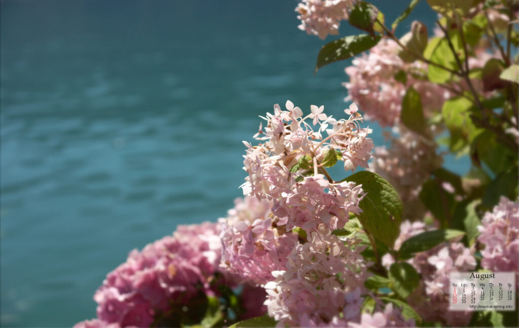 Click to enlarge: spring2life_aug10_1900x1200