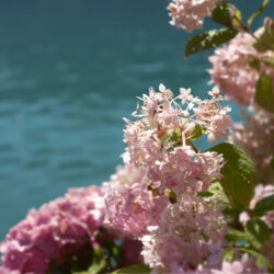 Click to enlarge: spring2life_aug10_1900x1200