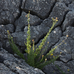 Click to enlarge: Beach Flora I