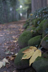 Click to enlarge: dsc41601bb.jpg