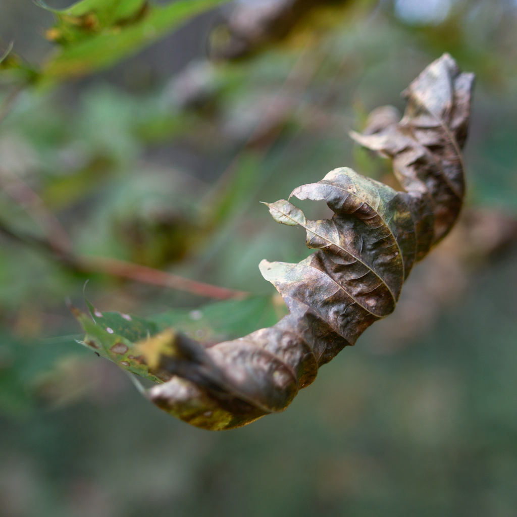 Click to enlarge: dsc41732_v2bb.jpg. Tagged with Piding, Weißbach