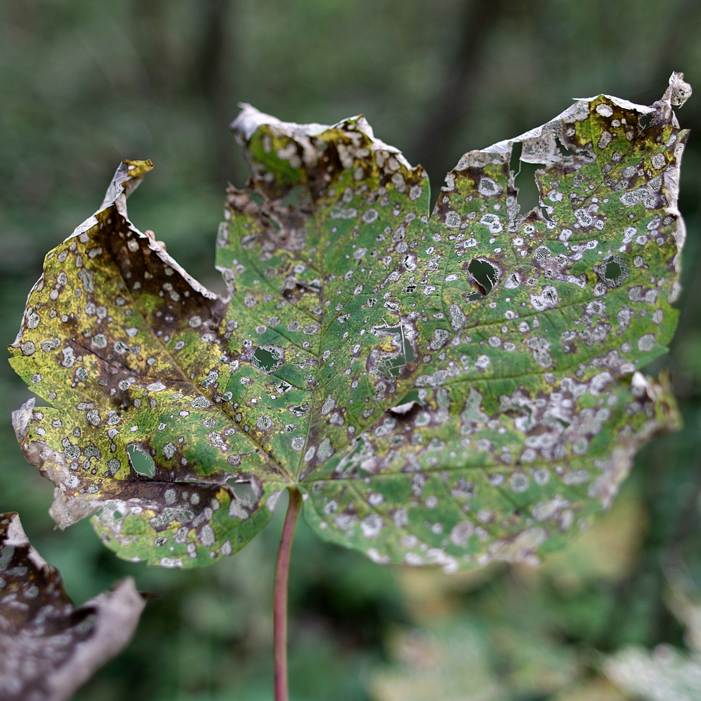 . Tagged with Piding, Weißbach