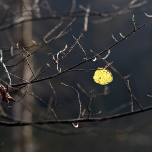 Click to enlarge: dsc41758bb.jpg