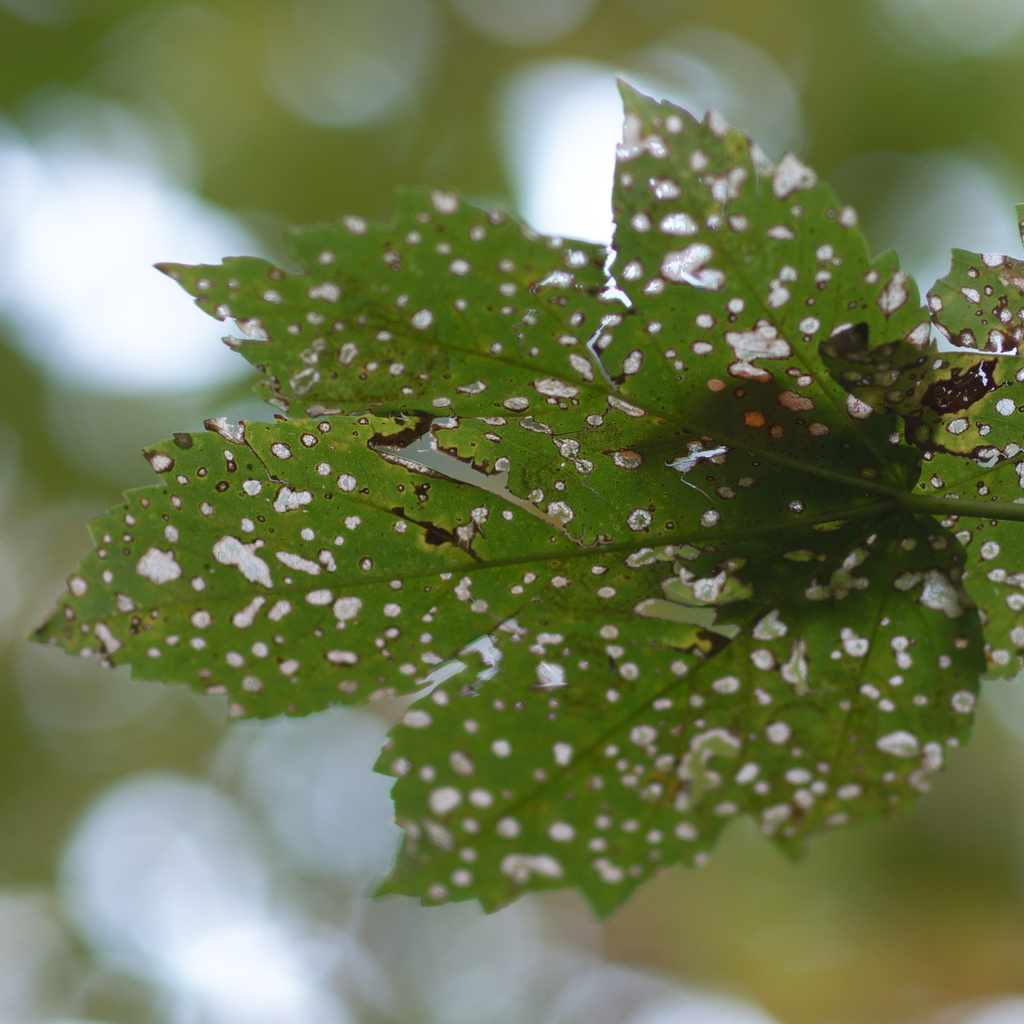 Click to enlarge: dsc41769_v2bb.jpg. Tagged with Piding, Weißbach