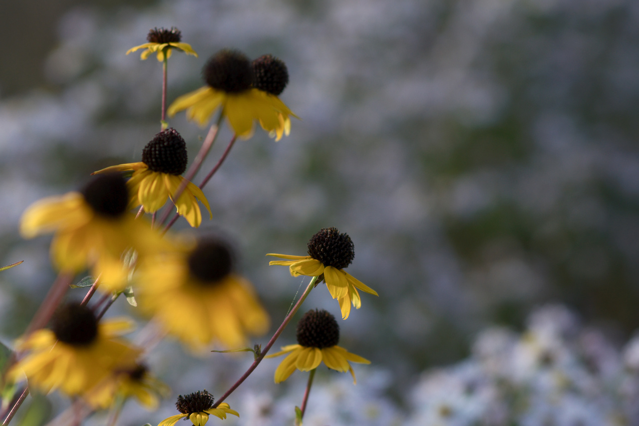 Click to enlarge: dsc41909bb.jpg. Tagged with Westpark