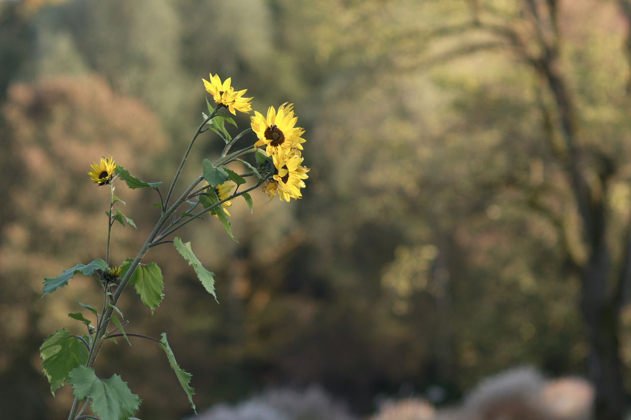 Click to enlarge: dsc41916bb.jpg. Tagged with Westpark