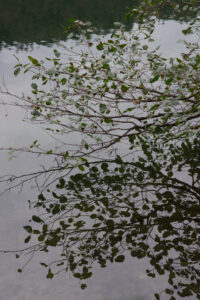 Click to enlarge: Alder Limb