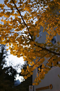Click to enlarge: Golden Gingko [f/2, 1/60 sec, 28mm, ISO 800, Sony A700]