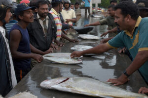 Click to enlarge: Batticaloa Fish Market 2 [f/5.6, 1/50 sec, 30mm-e, ISO 500, Sony A700]