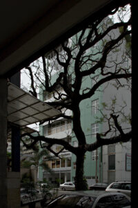Click to enlarge: Colombo Tree 1 [f/13, 1/160 sec, 18mm-e, ISO 200, Sony A700]