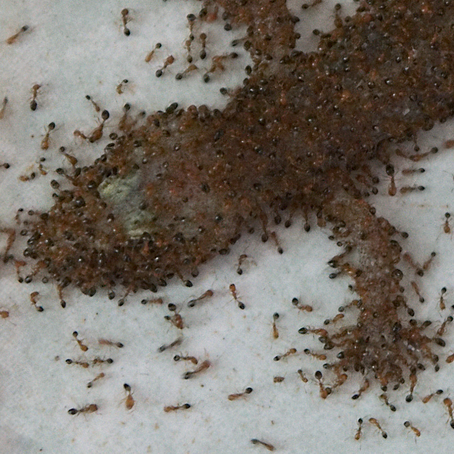 1:1 Crop. Tagged with