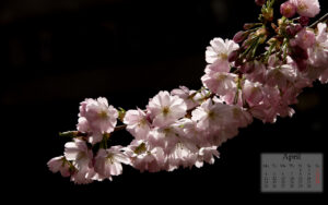 Click to enlarge: spring2life_apr11_1280x800 [f/7.1, 1/1000 sec, 70mm-e, ISO 200, Sony A700]