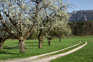 Apple Blossoms