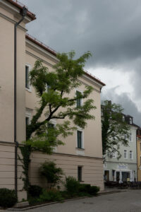 Urban Acacias