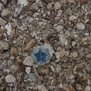 Jellyfish, Plastic