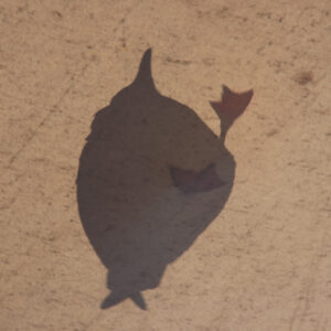Seagull