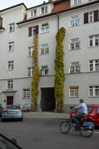 Aristolochia and Biker