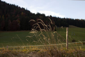 Meadow Fescue