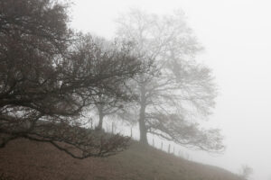 Foggy Twigs