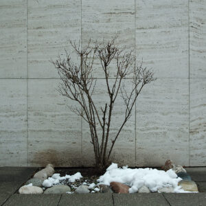 Click to enlarge: Urban Shrub [f/4.5, 1/250 sec, 40mm-e, ISO 160, DMC-G3]