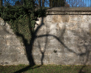 Click to enlarge: Wall Tree [f/7.1, 1/400 sec, 40mm-e, ISO 160, DMC-G3]