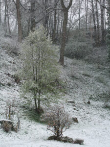 Click to enlarge: Easter Snow [f/4.5, 1/100 sec, 90mm-e, ISO 160, DMC-G3]