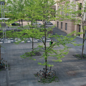 Transparent Trees