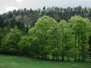 High Pasture