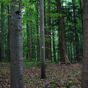 All Trees II