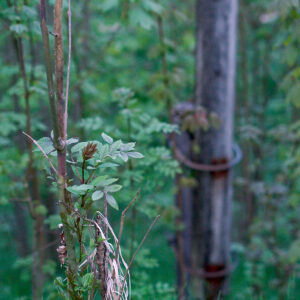 Click to enlarge: Verticals 2 [f/2, 1/60 sec, 90mm-e, ISO 1600, DMC-G3]