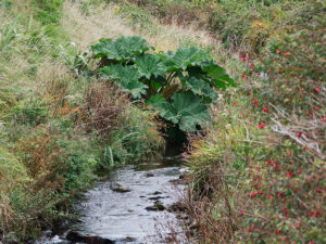 Rhubarb Over The <span style="text-decoration:line-through;">Creek</span>Burn