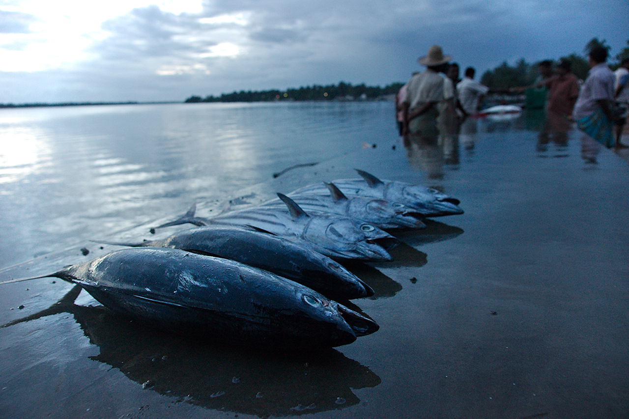 New Gallery: Fish Market Batticaloa
