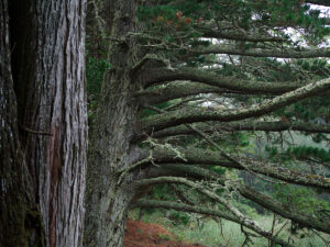 Old Pine Tree