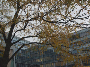 Leaves Under A Leaden Sky