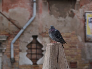 Pigeon Window