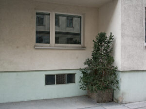 Cornered Thuja II