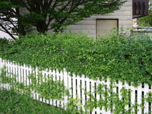 White Fence